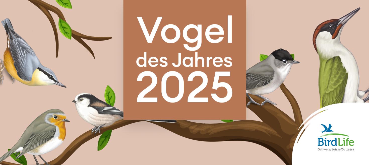 Abstimmung Vogel des Jahres 2025